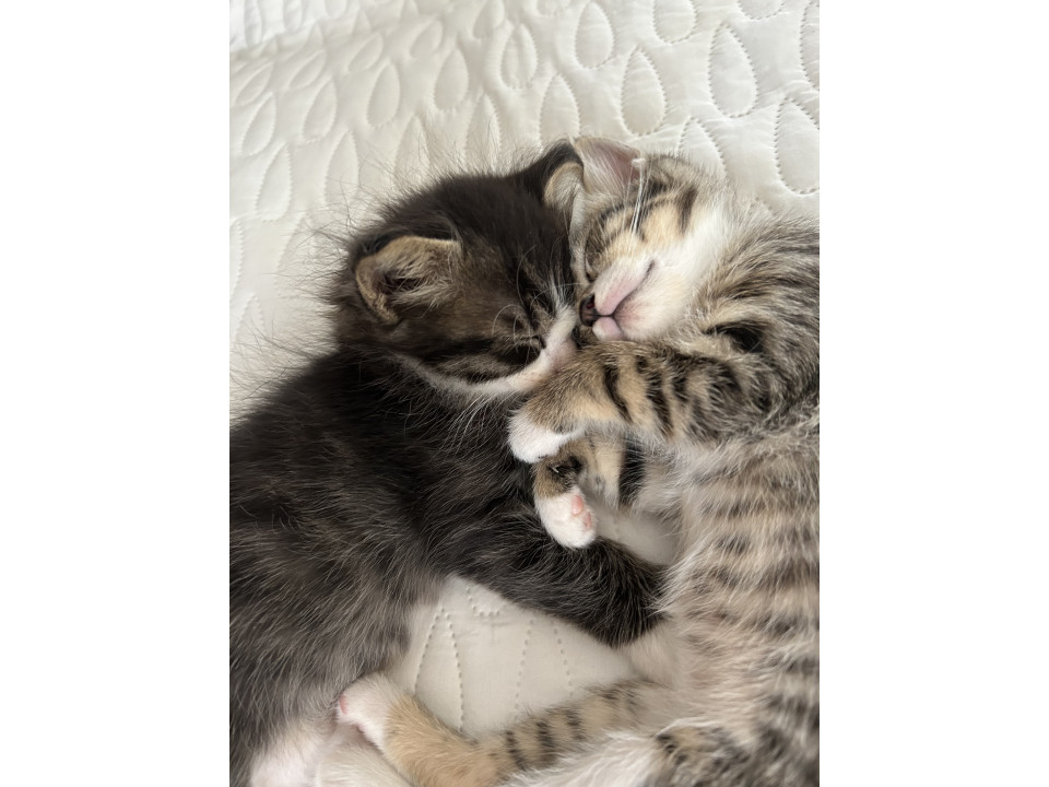 生後１ヶ月の子猫2匹
