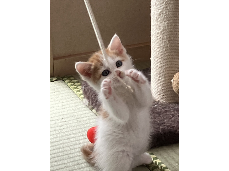 可愛い盛り　4きょうだい