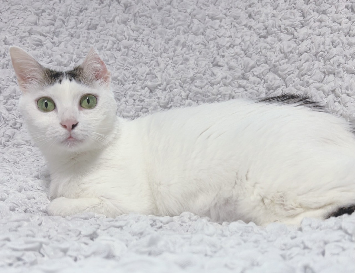 沖縄からきたスリゴロ猫ちゃん