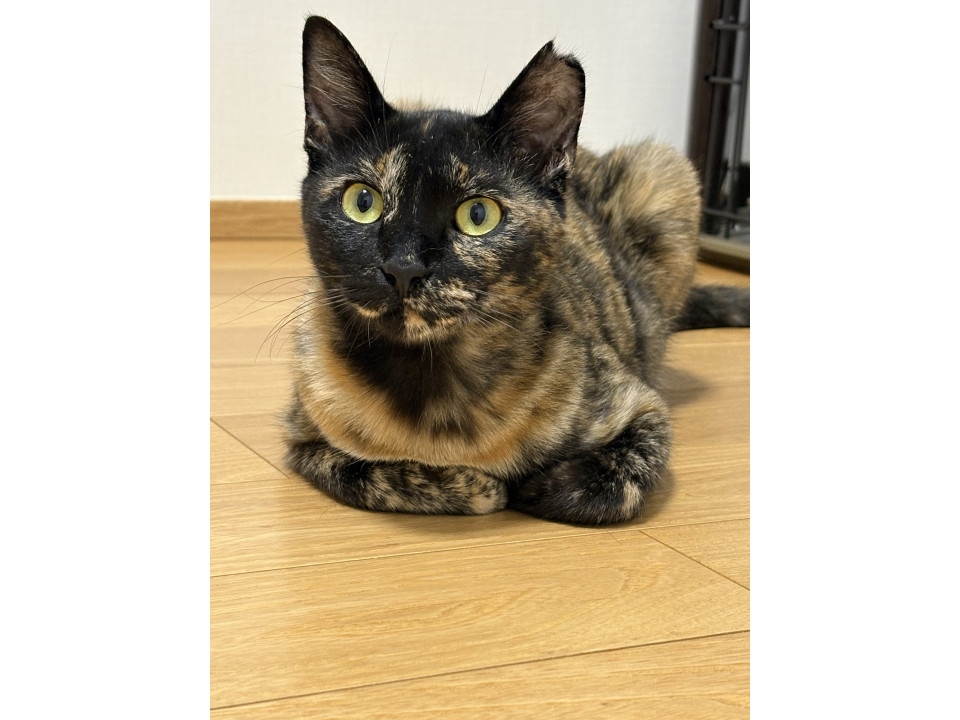 まん丸おめめのサビ猫ちゃん
