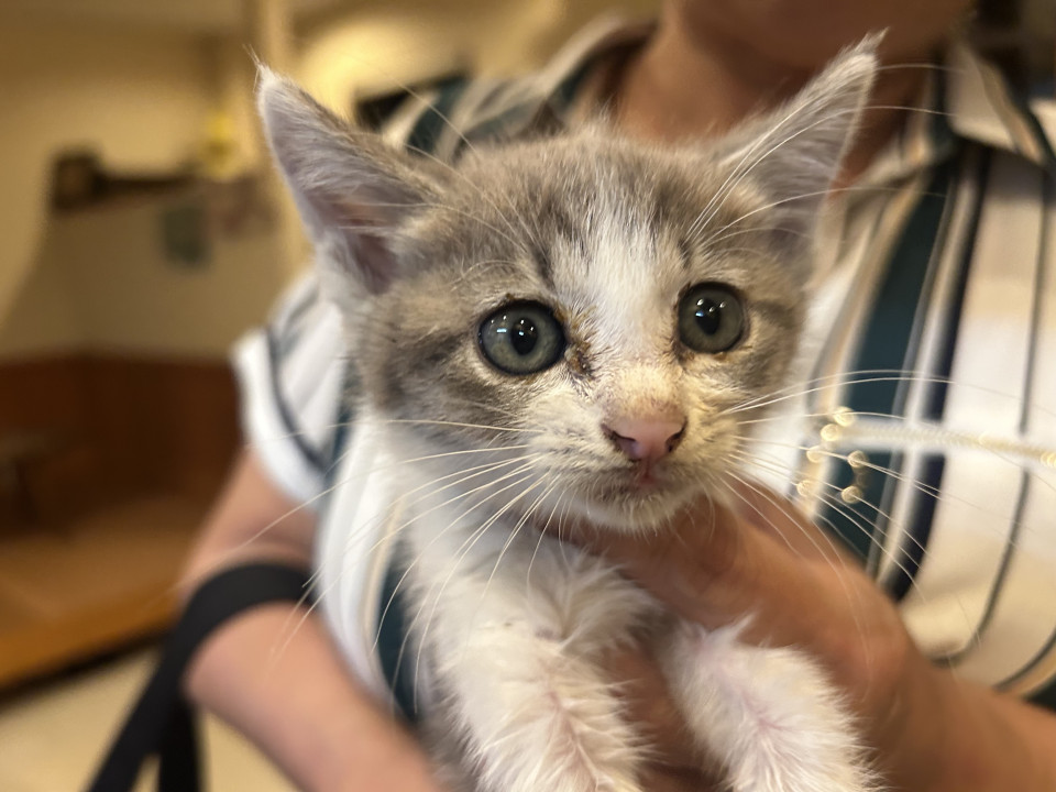 保護猫ちゃん