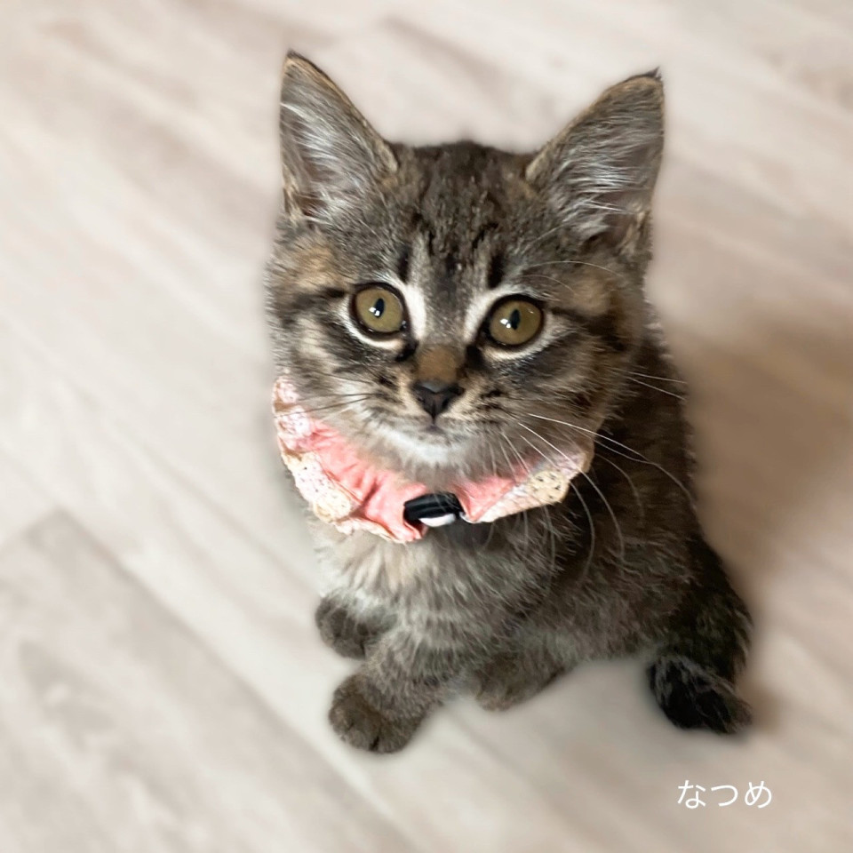 【キジトラ祭り】なつめ♀