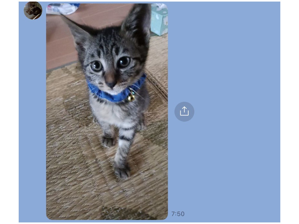 かわいい天使の里親になりませんか