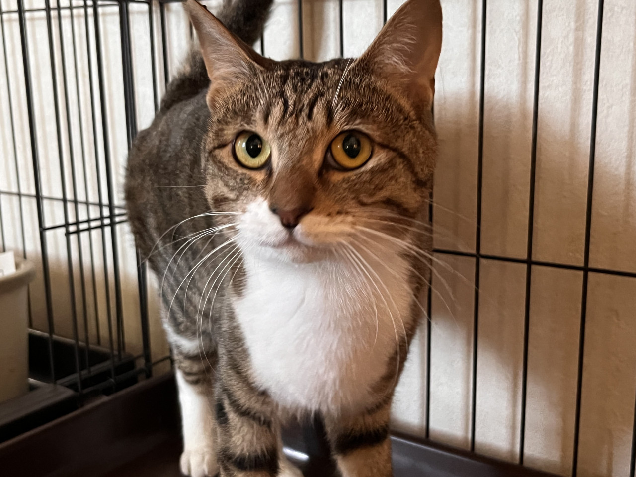 ★猫飼い初者OK！温厚女子　きくりん♡