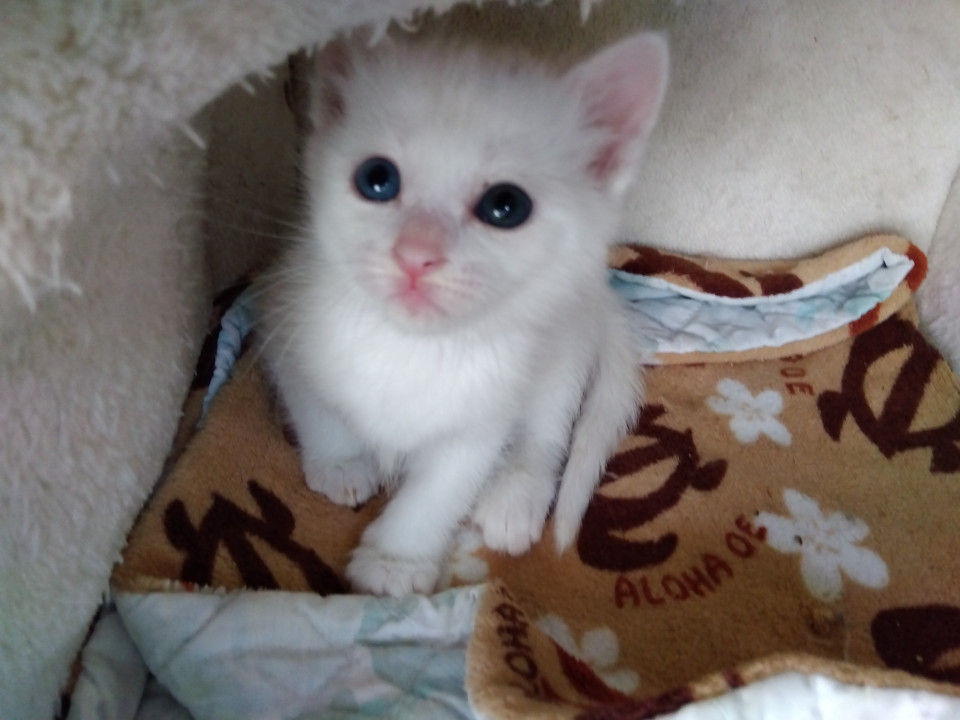 オッドアイちびっ子白ちゃん