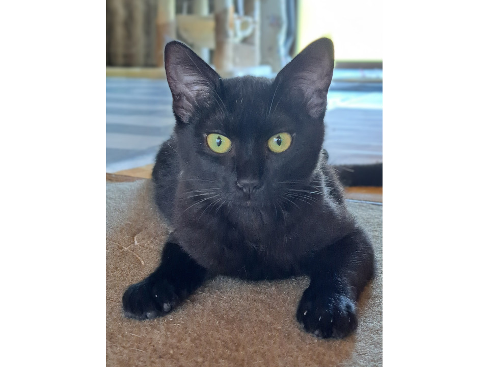 ちょっとビビりな黒猫ちゃん♡