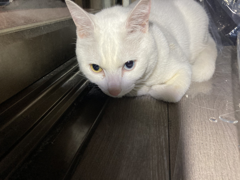 オッドアイの白猫