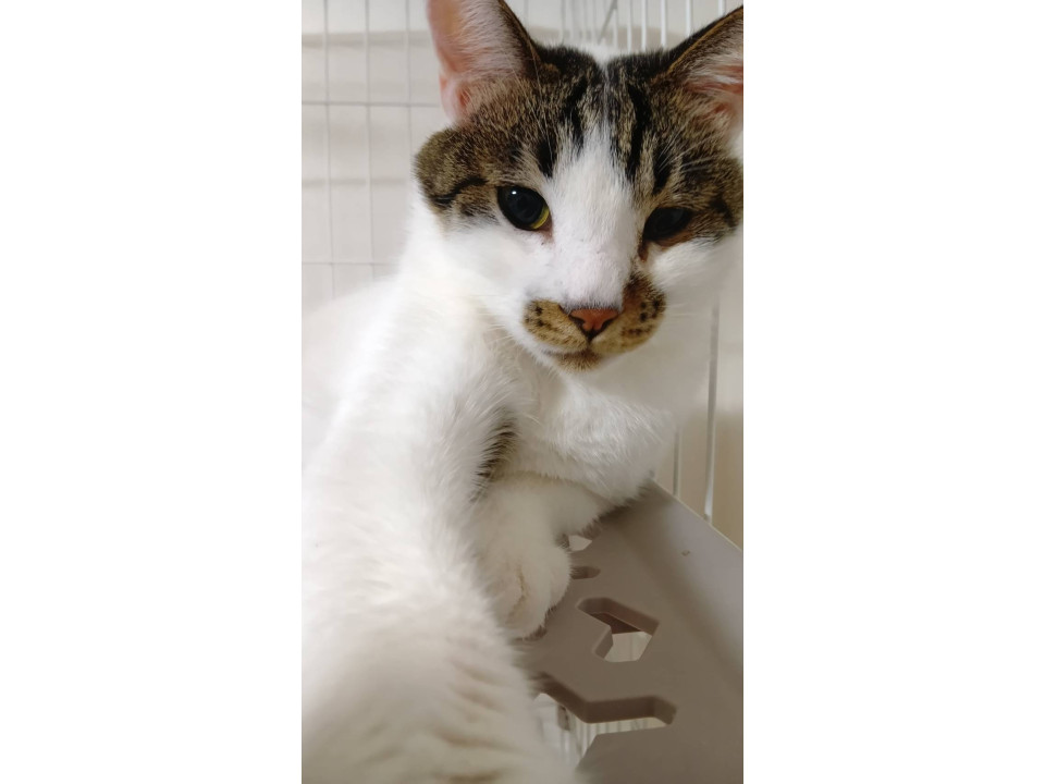 急募！保護猫　まめちゃん
