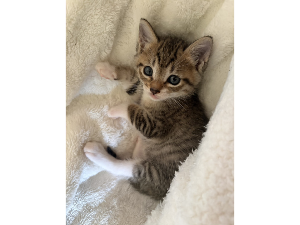 人懐っこい美猫ちゃんです。