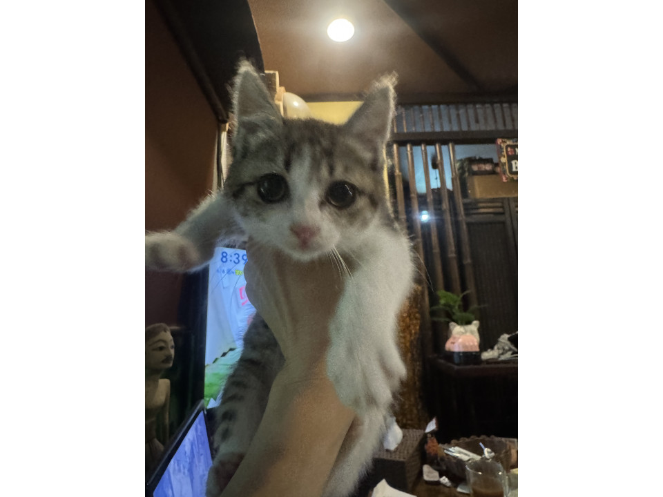 生後1ヶ月の子猫