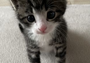 猫好きのためのSNS - 愛猫の日記や写真でユーザ交流