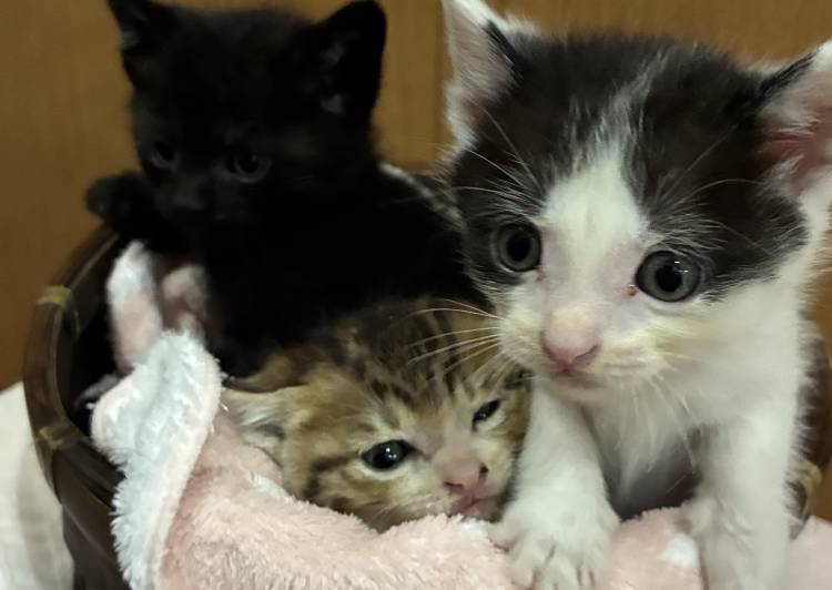 猫の里親募集｜写真付きで探せる保護猫サイト
