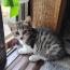 デブチビさんの猫