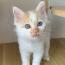 しばにゃんさんの猫
