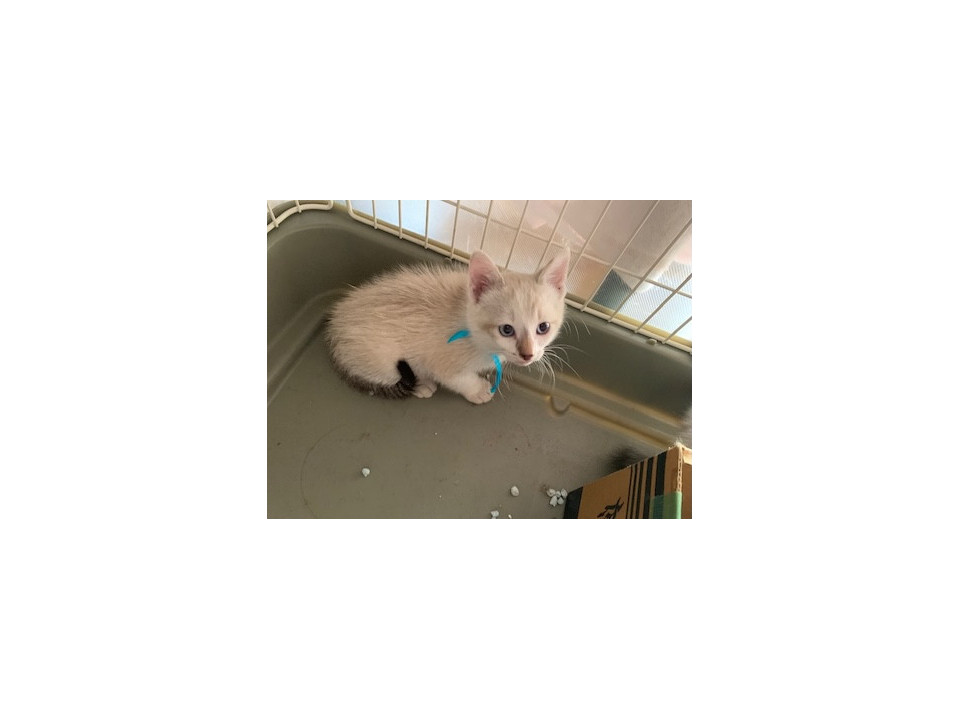 可愛いブルーアイのラグドール風