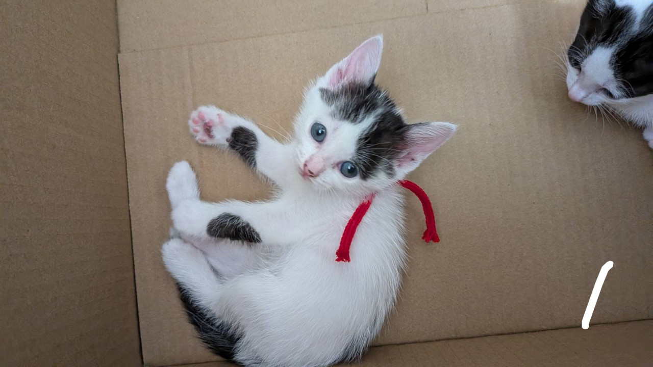 可愛い子猫　柚ちゃん