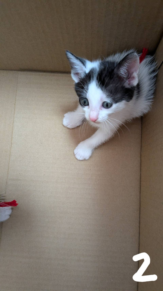 可愛い子猫　綾ちゃん
