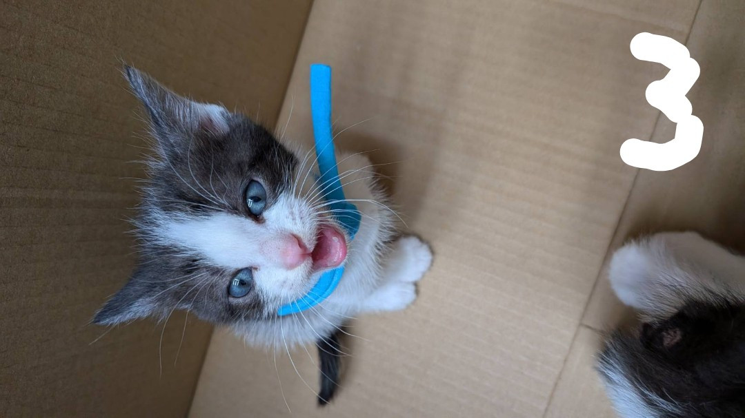 可愛い子猫　颯くん