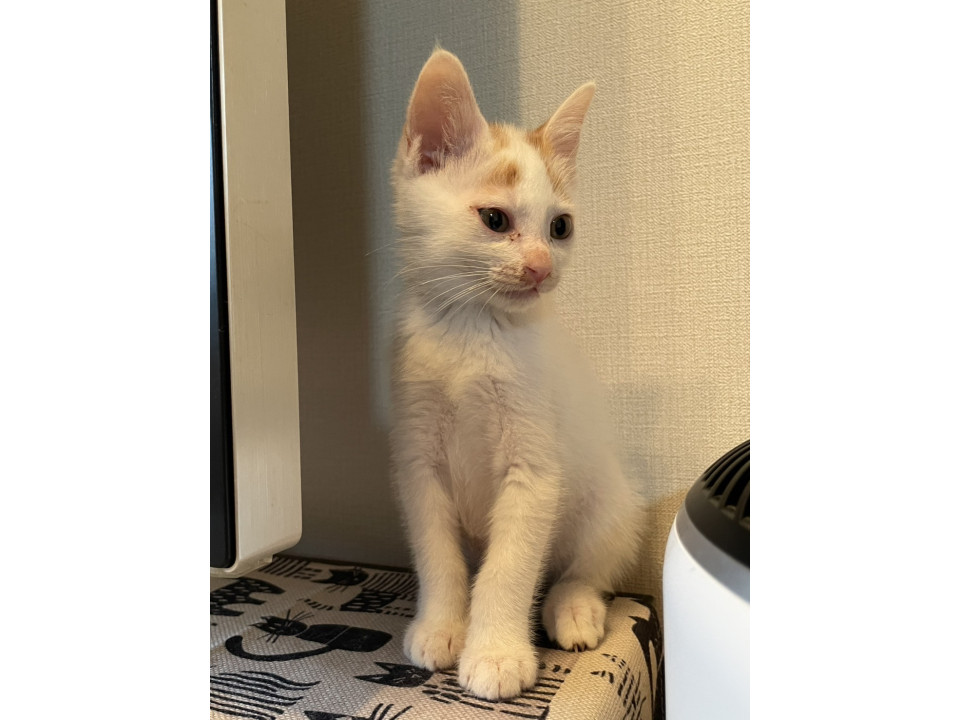 急募！4匹の子猫ちゃん！