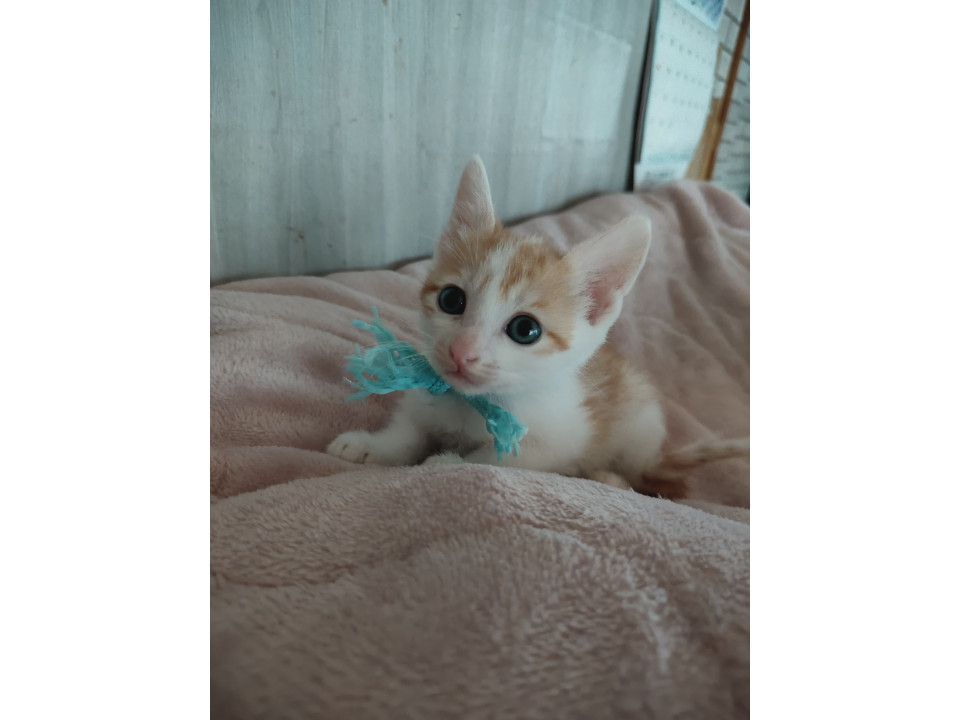 譲渡会参加猫  みど