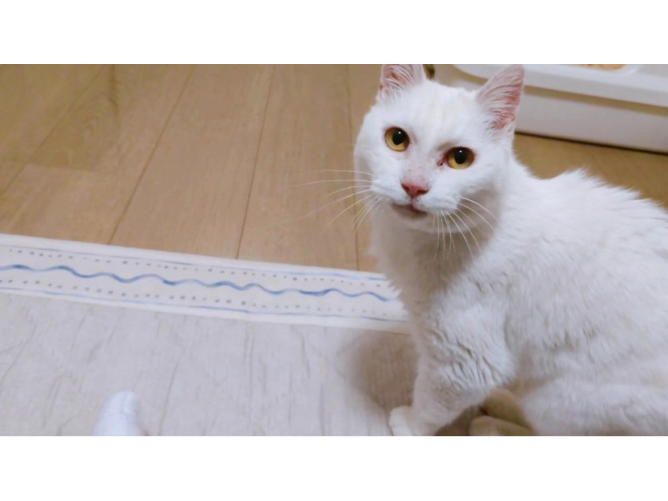 人が大好きな白猫ちゃん