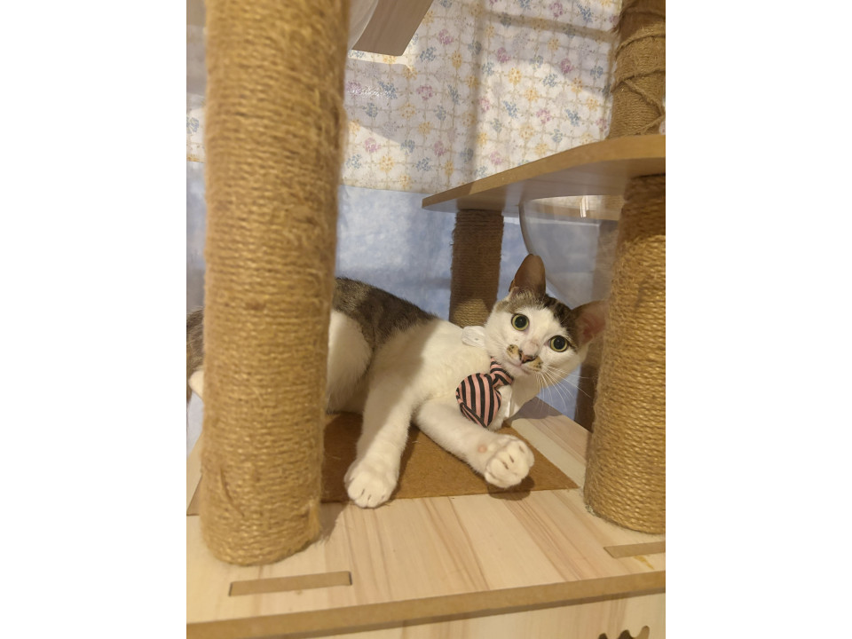 足元でなでてーとゴロンかわいいとおる君