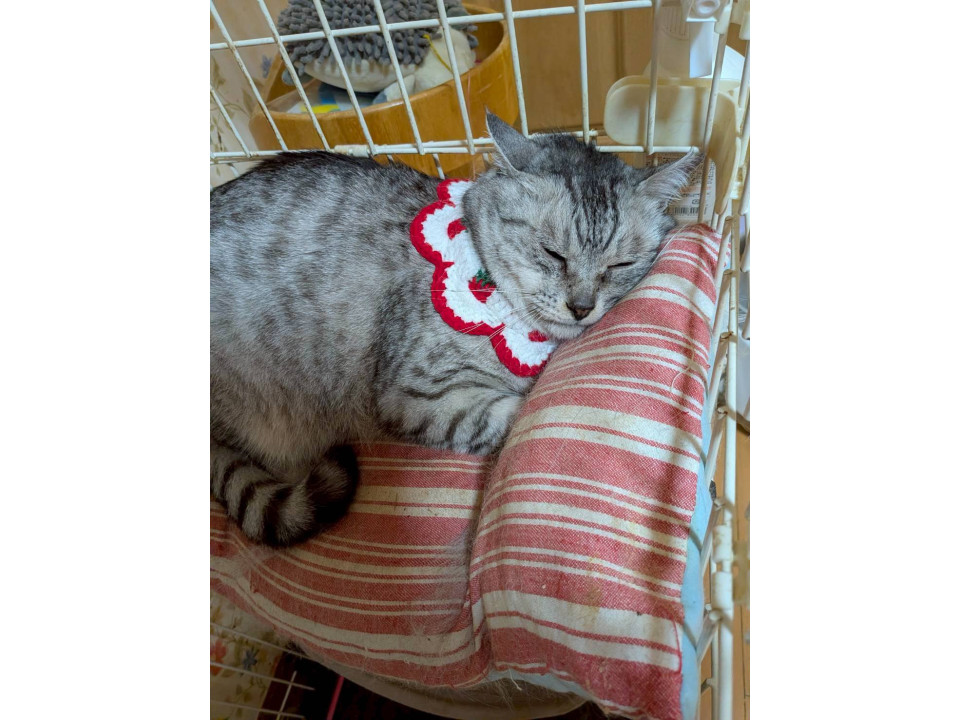 のんびり屋さんのなばなちゃん