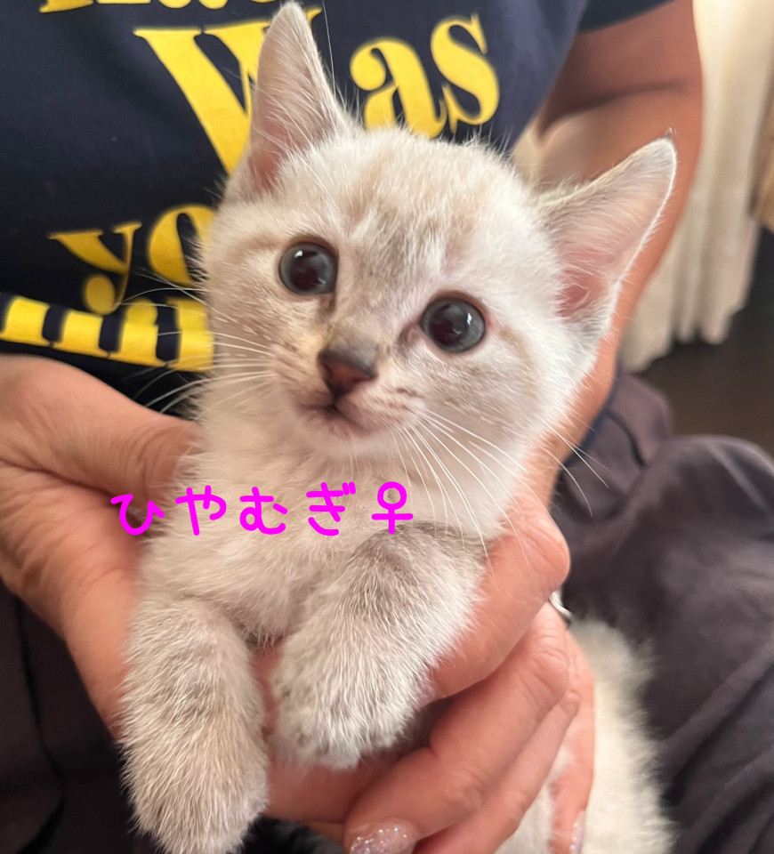 シャム風　ひやむぎ⭐︎1ヶ月半