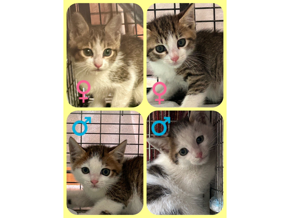 生後1ヶ月　キジシロ４兄妹