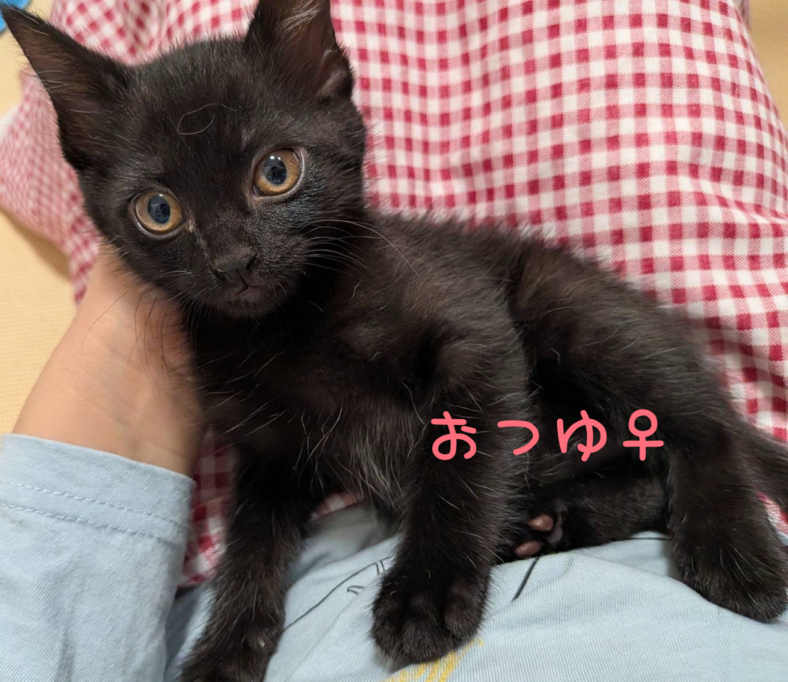 黒猫好きさん必見！おつゆちゃん★