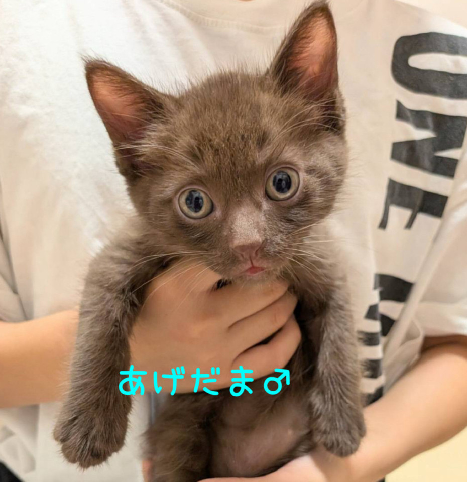 ★栗色毛が珍しい⭐︎あげだまくん1ヶ月半