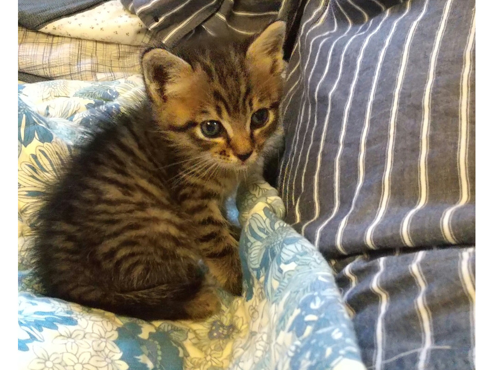 生後2週間ほど元気印の保護猫
