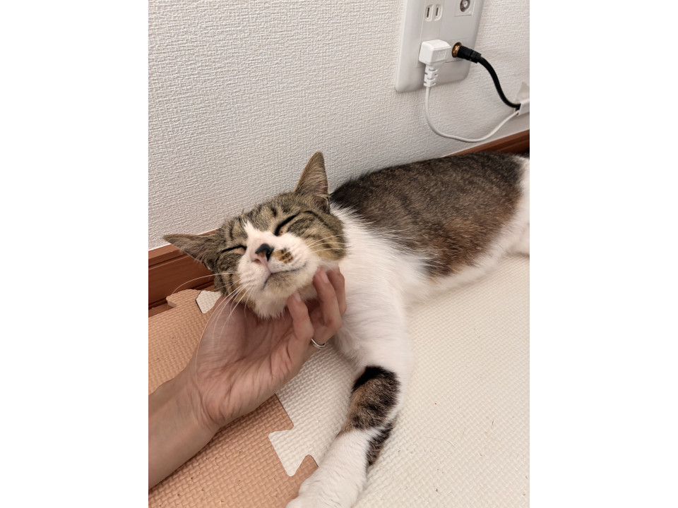かわいいキジ白猫　雌(去勢済み)