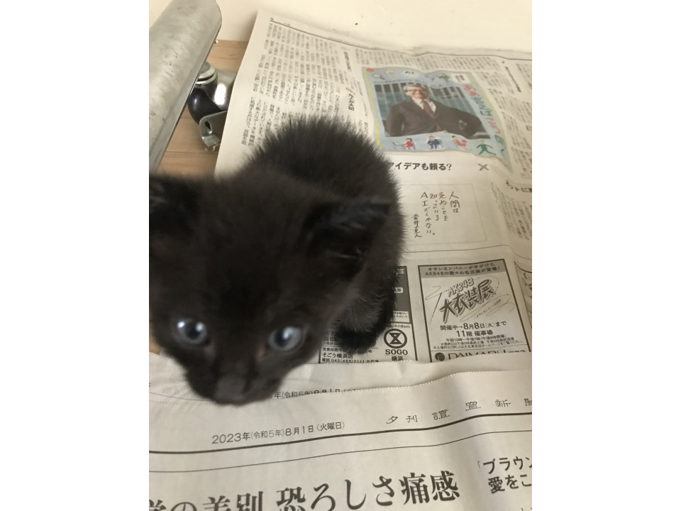 黒猫の女の子