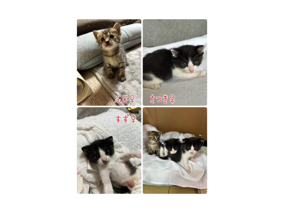 まだミルクの3姉妹