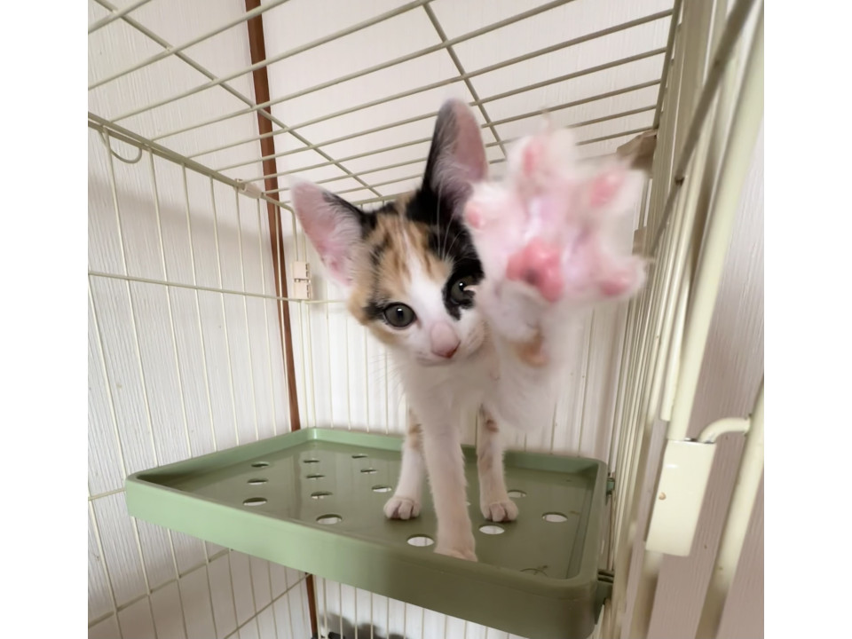 ミルクから育てた⭐︎かわいい三毛ちゃん
