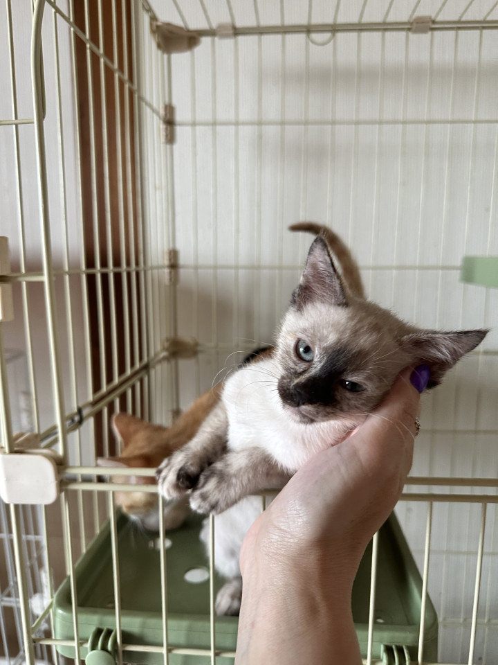 人が大好きでスリスリでかわいいシャム