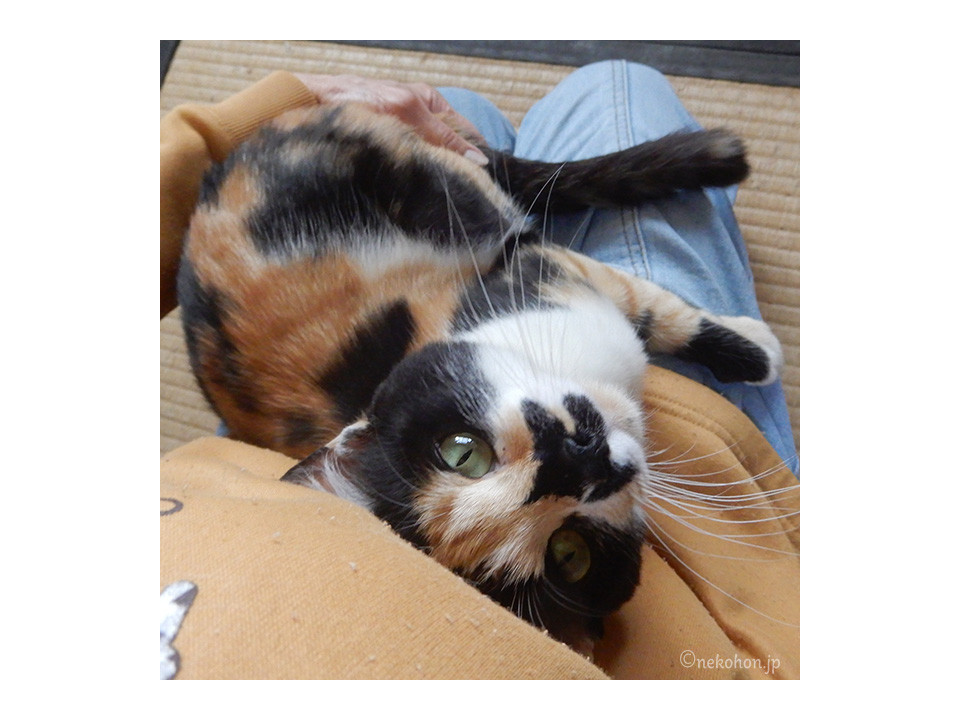 お鼻にもみじの葉っぱがくっついた？三毛猫