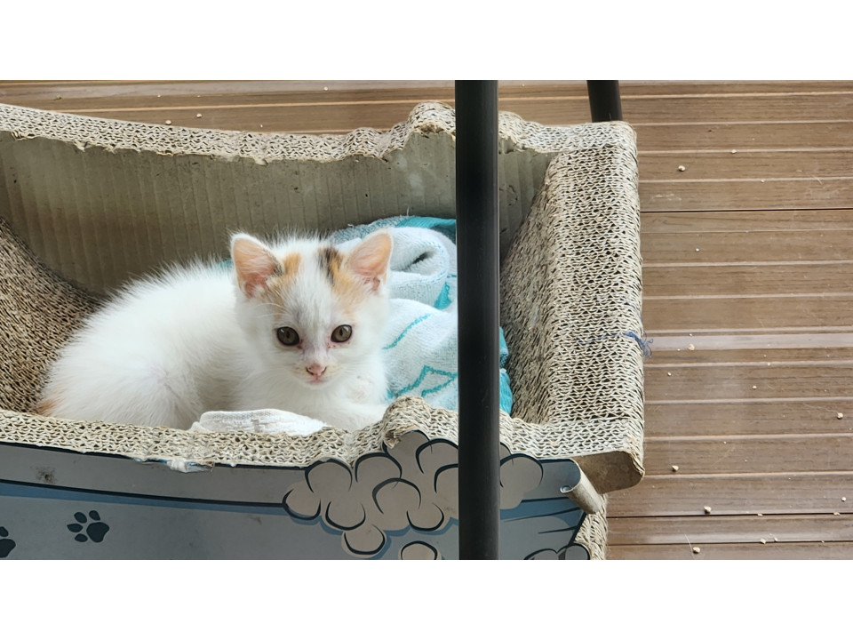 かわいいきょうだい猫