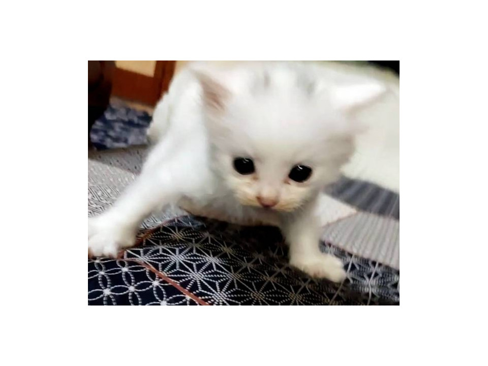 可愛い白猫4兄弟