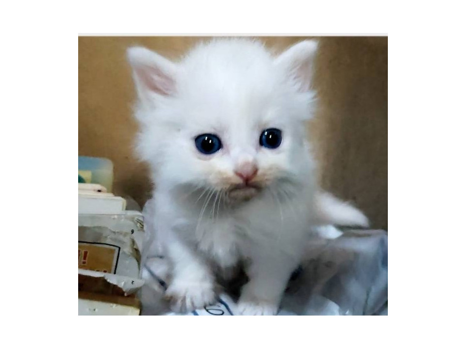 可愛い白猫4兄弟