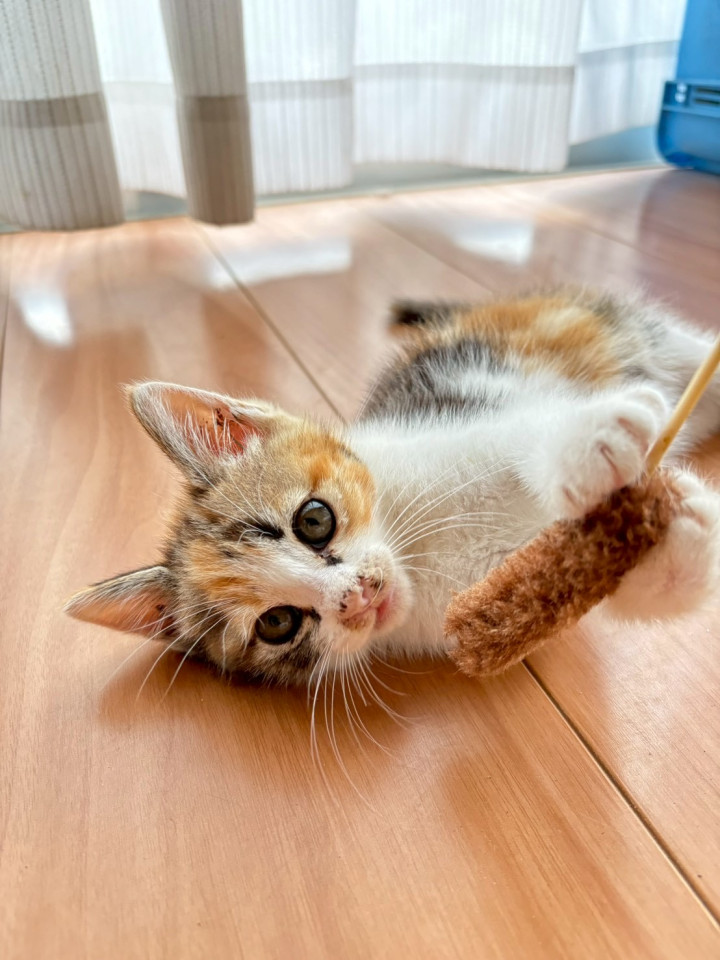 2兄弟の元気いっぱいミケ猫