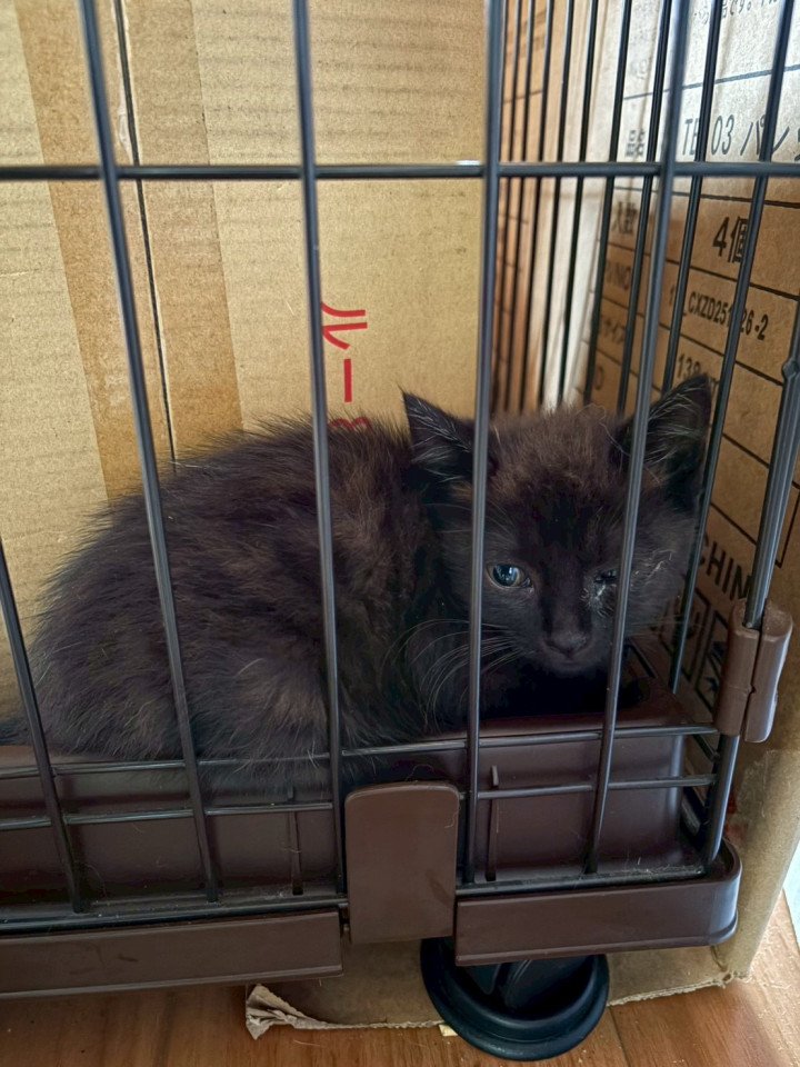 2兄弟のおとなしい黒ねこ
