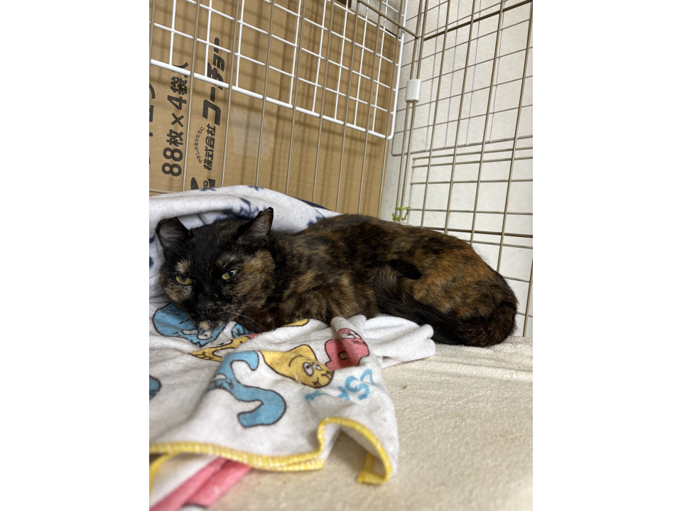 とても賢い可愛いサビ猫！