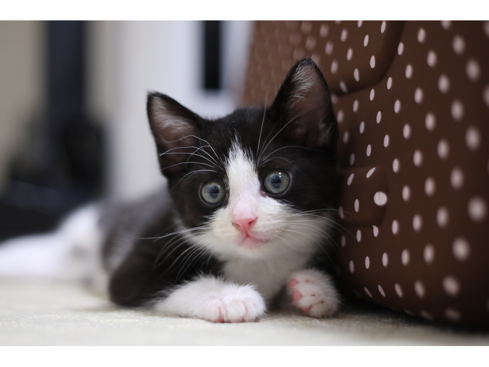 白黒ハチワレの子猫　生後約2ヶ月