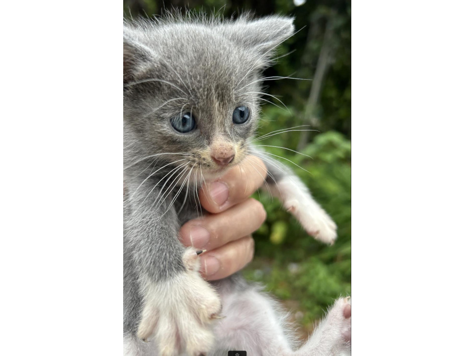 グレーと白のハチワレソックス（5/8生）