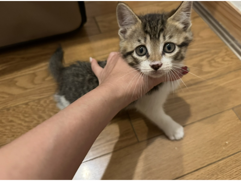 甘えん坊のサバシロくん