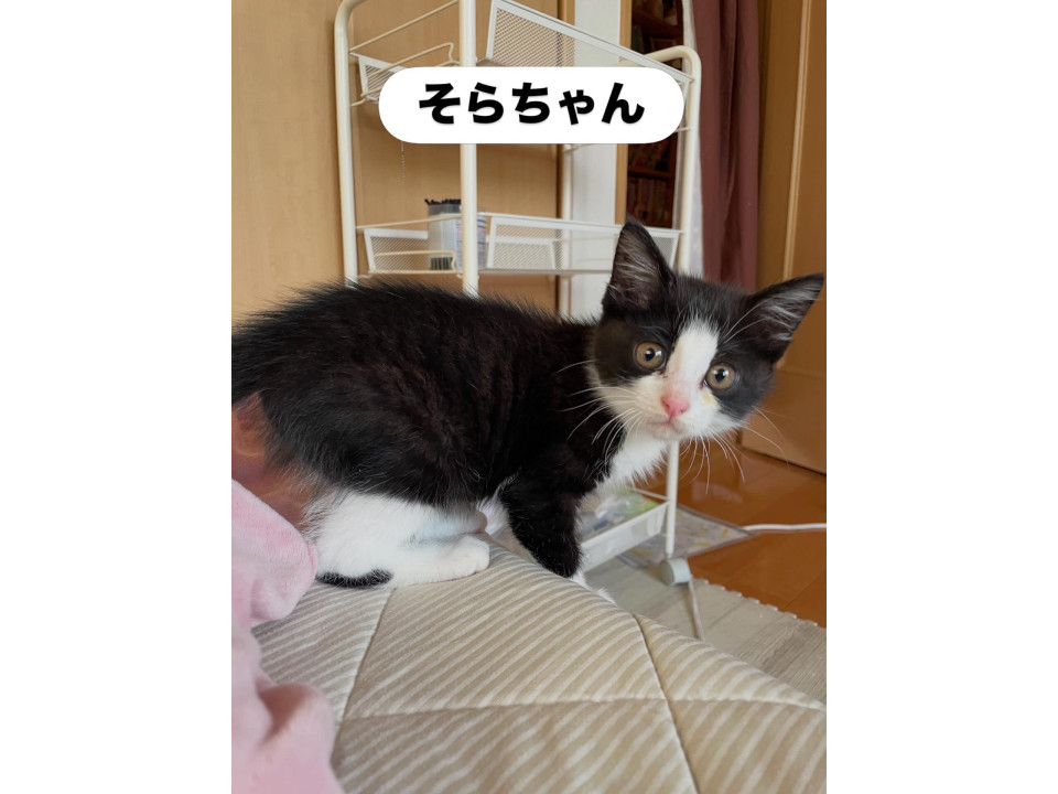 ハチワレ女の子