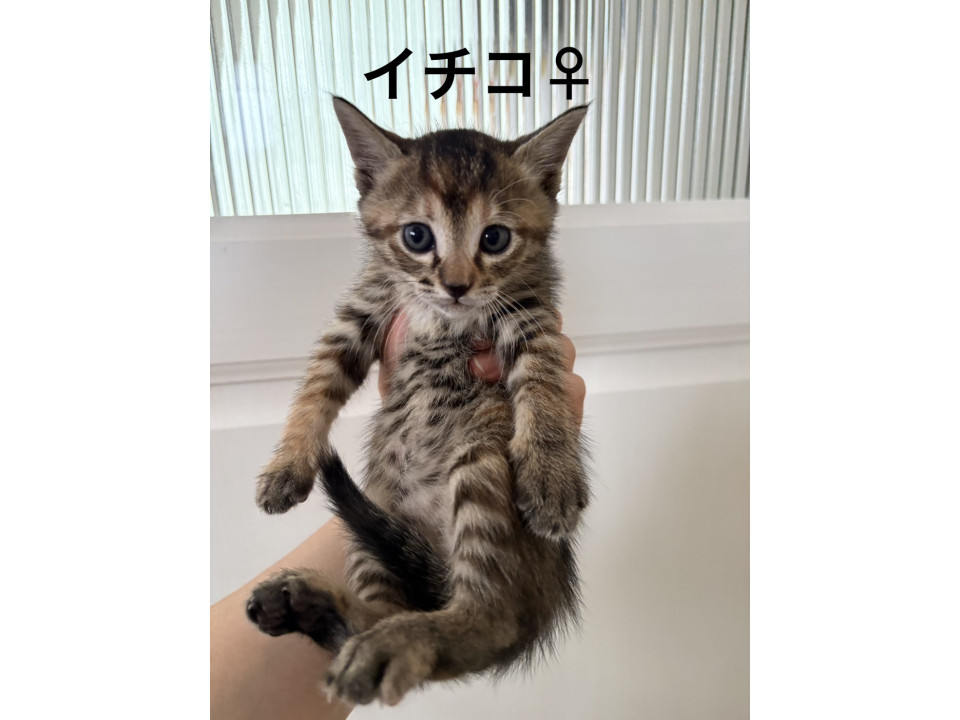 きれいな子猫　ムギワラ