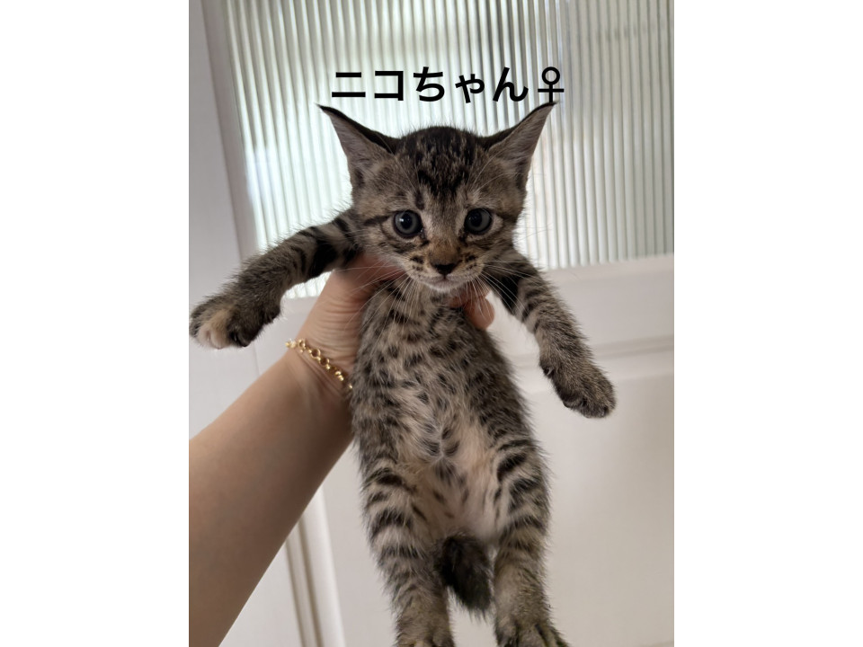 きれいな子猫　ほぼキジトラ